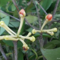 Garcinia quaesita Pierre